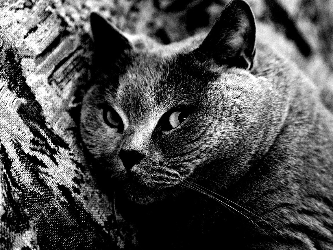 Щекастый британский котик обои