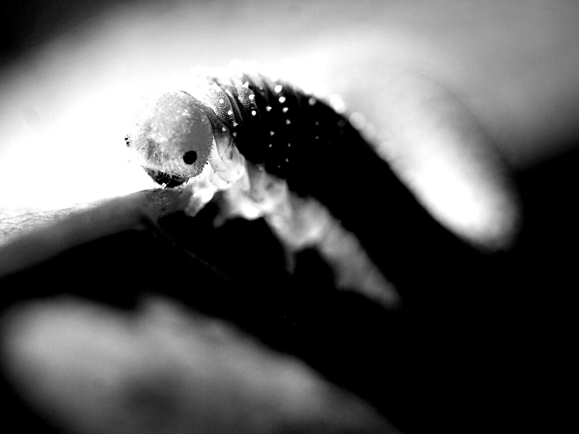 Гусеница бабочки на лепестке обои