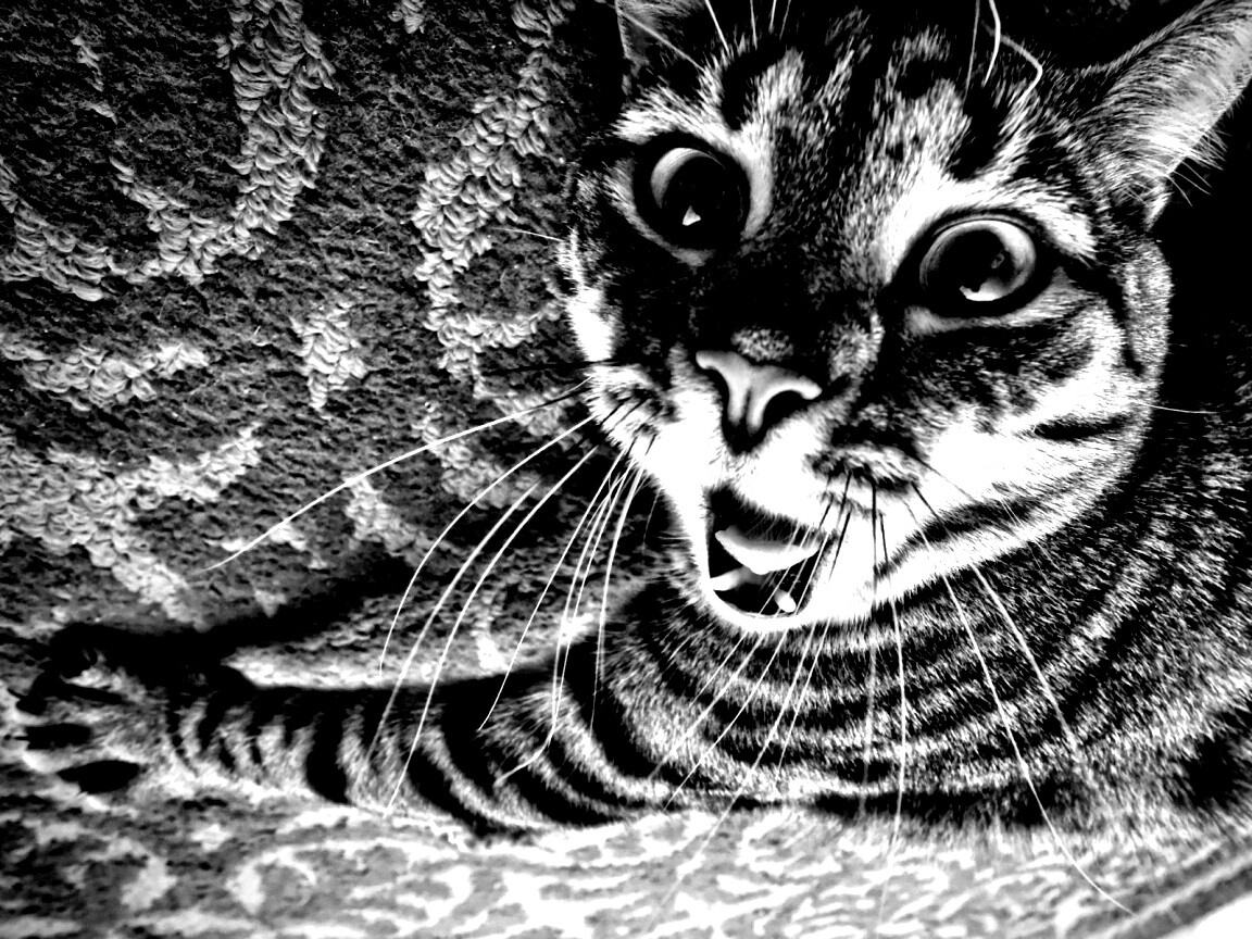 Спалившийся на ковре кошак обои