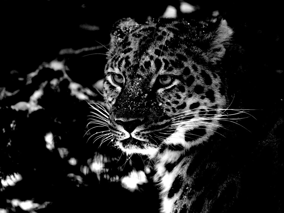 Леопард у заснеженной ели обои