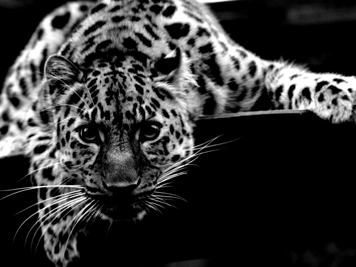 Леопард в зоопарке обои