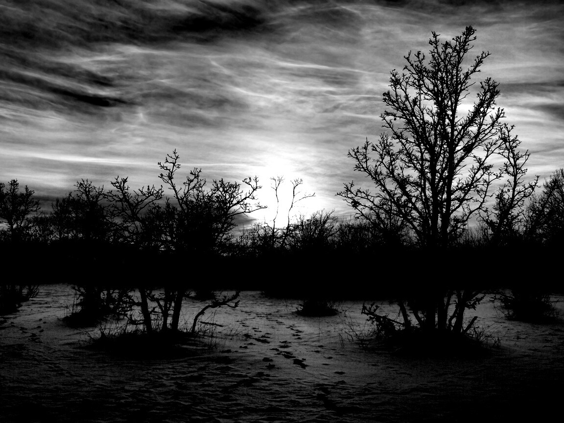 Закат в зимнем лесу обои