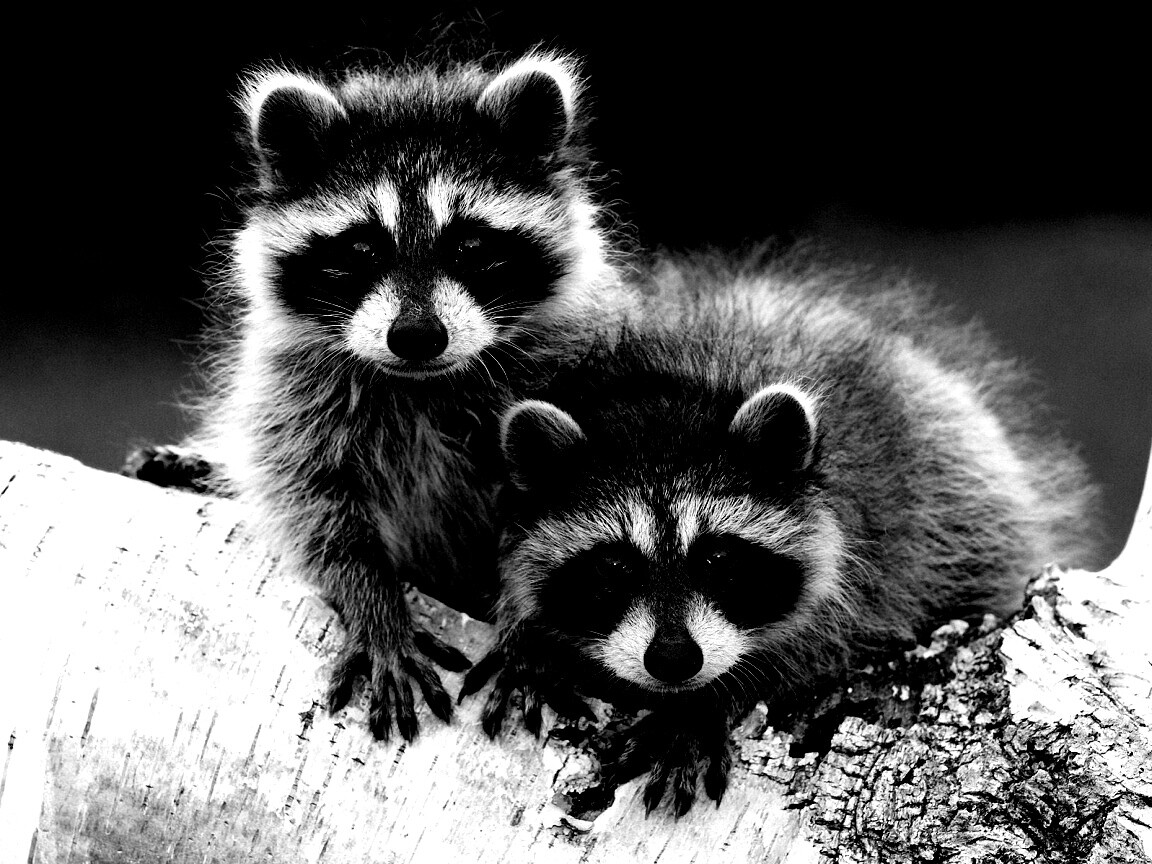 Полосатики обои