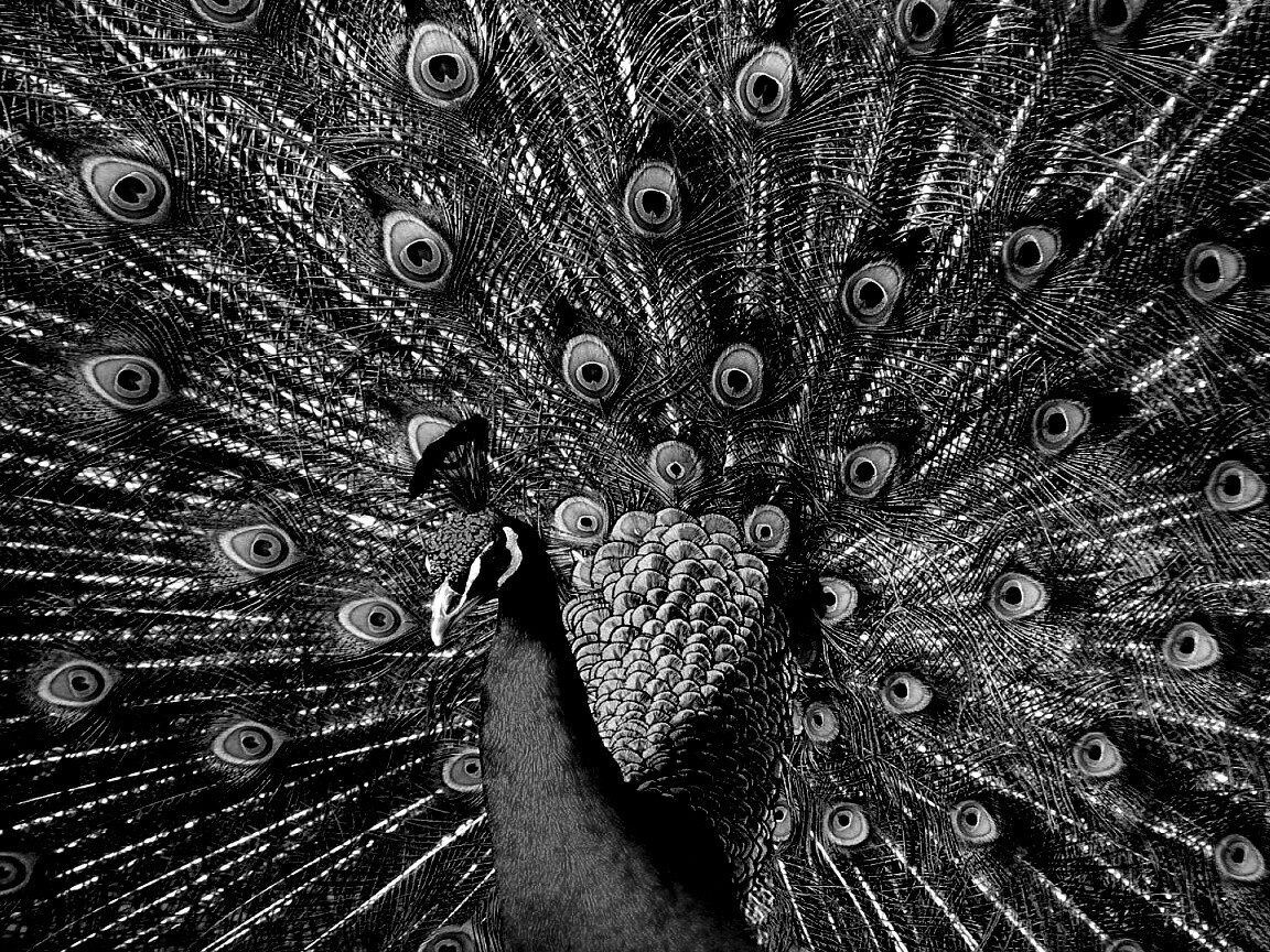 Павлин, говоришь... обои