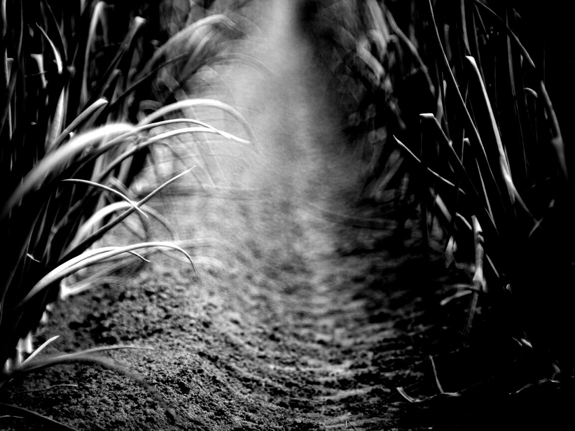 Тропинка в траве обои