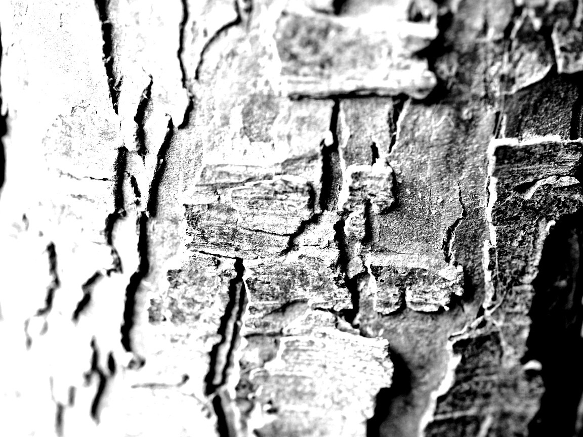 Белая кора обои