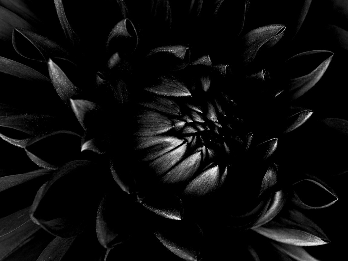 Цветок обои