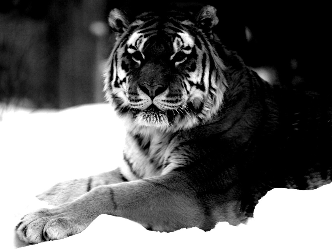 Тигр в снегу обои