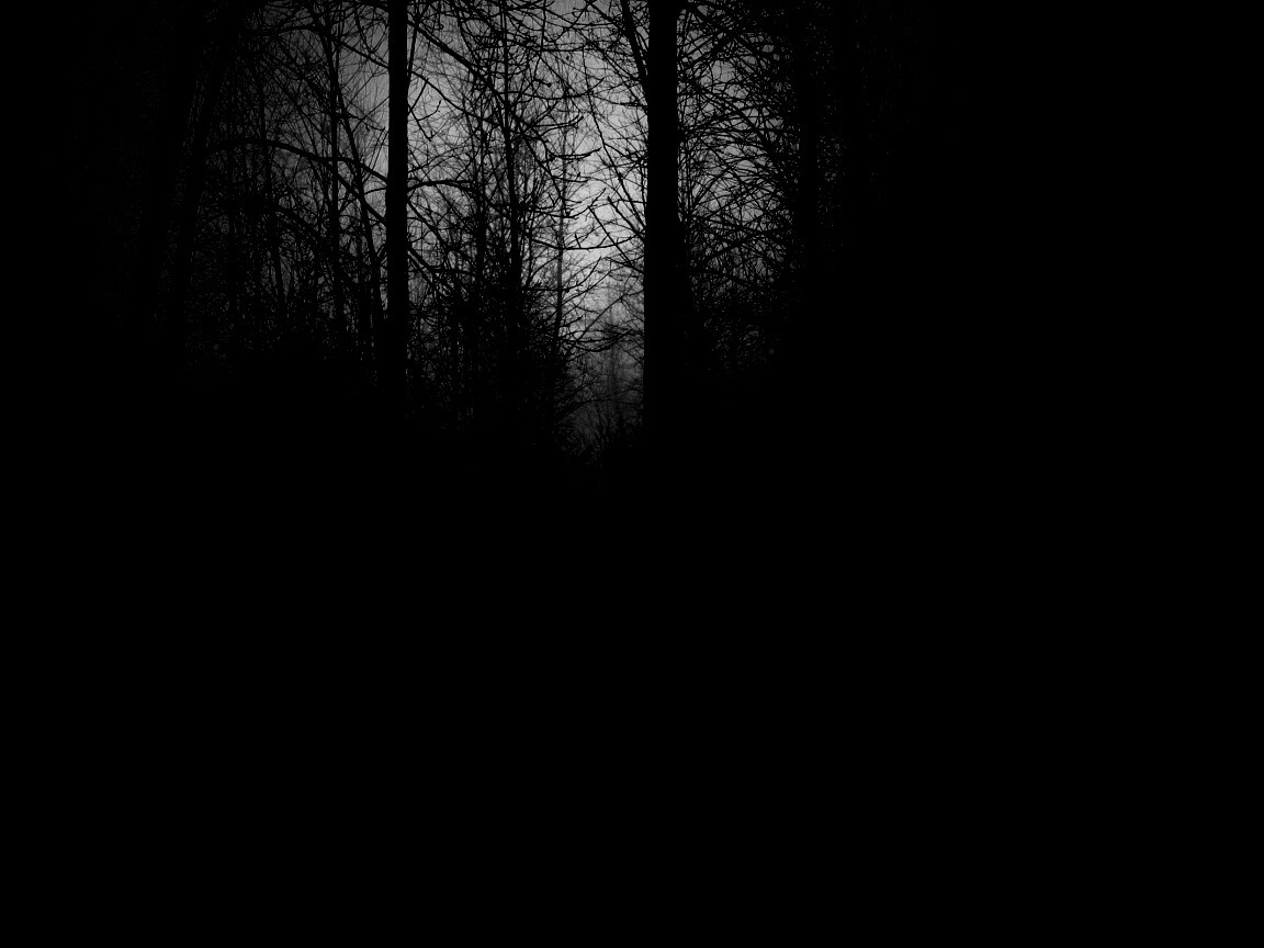 Страшный туманный лес обои