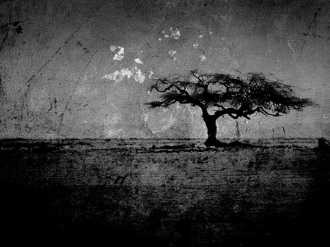 Гранжевое дерево в саванне обои