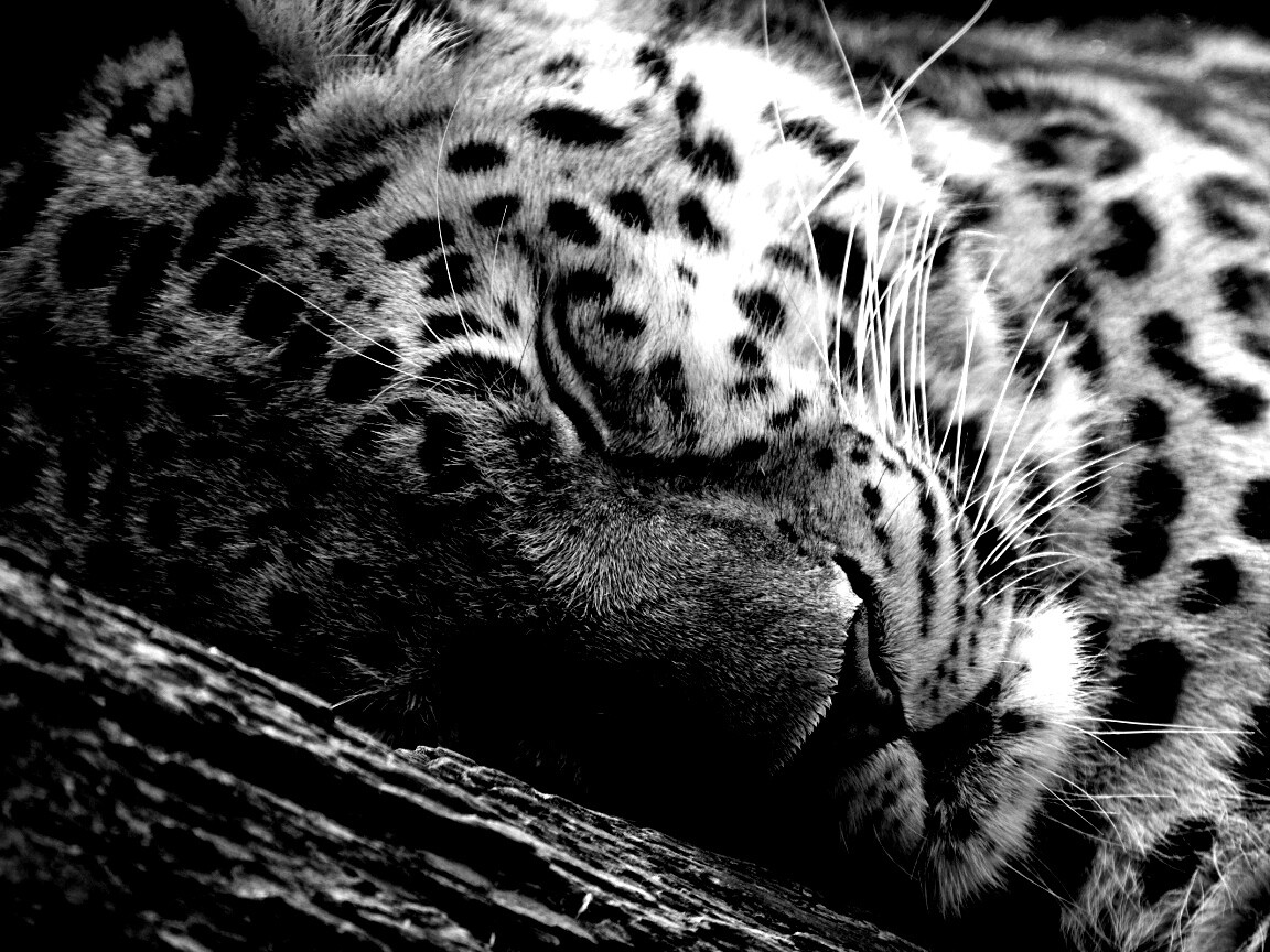 Спящий хищник обои