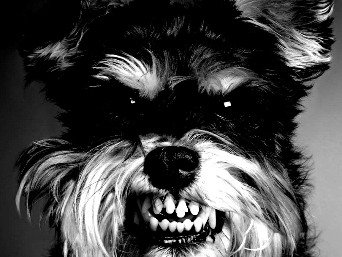 Терьер вне себя обои