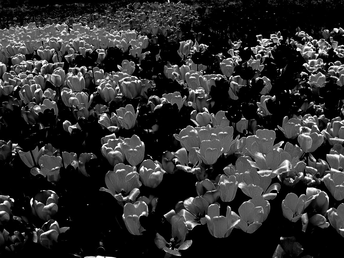 Поле тюльпанов обои