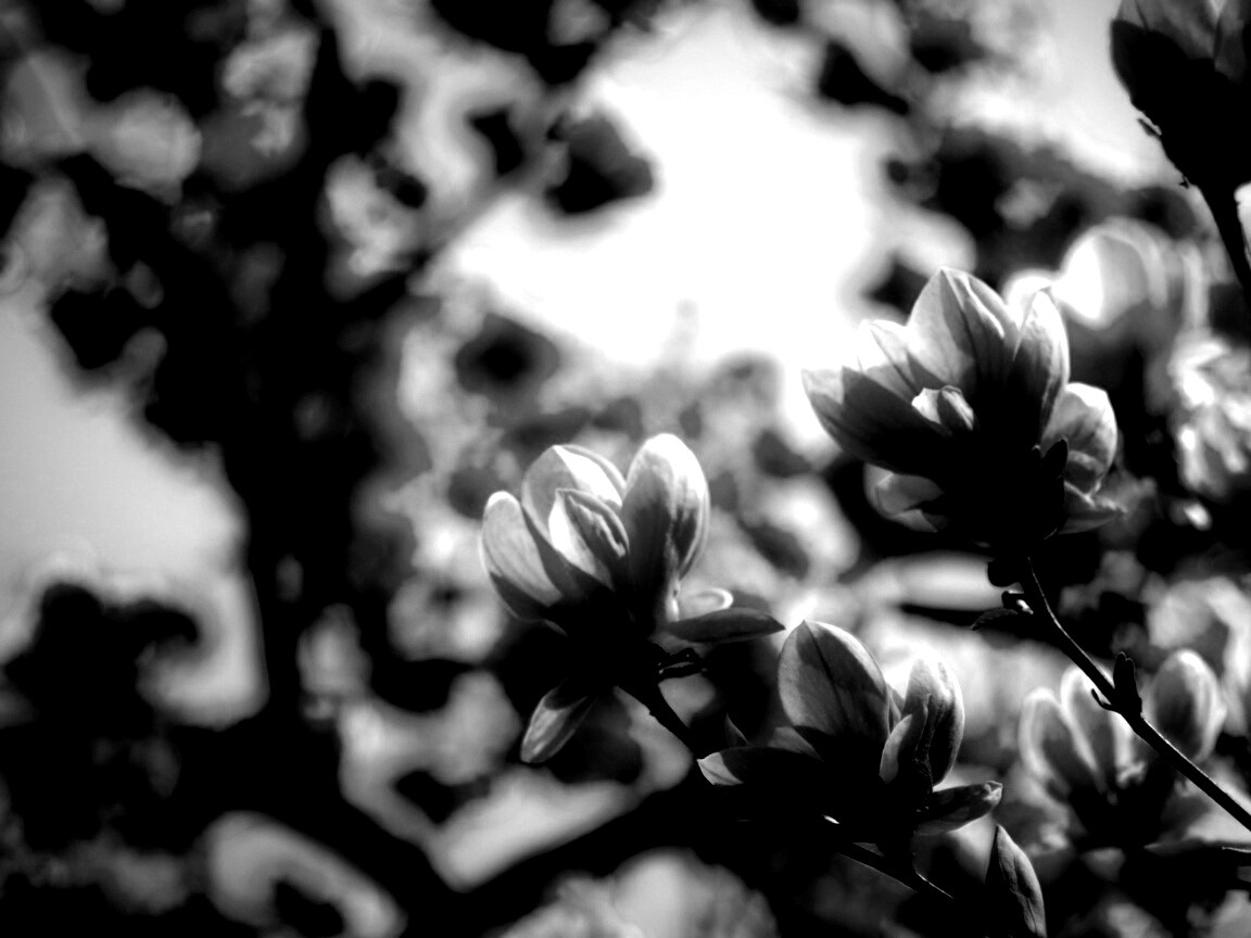 Желтые цветы распустились обои