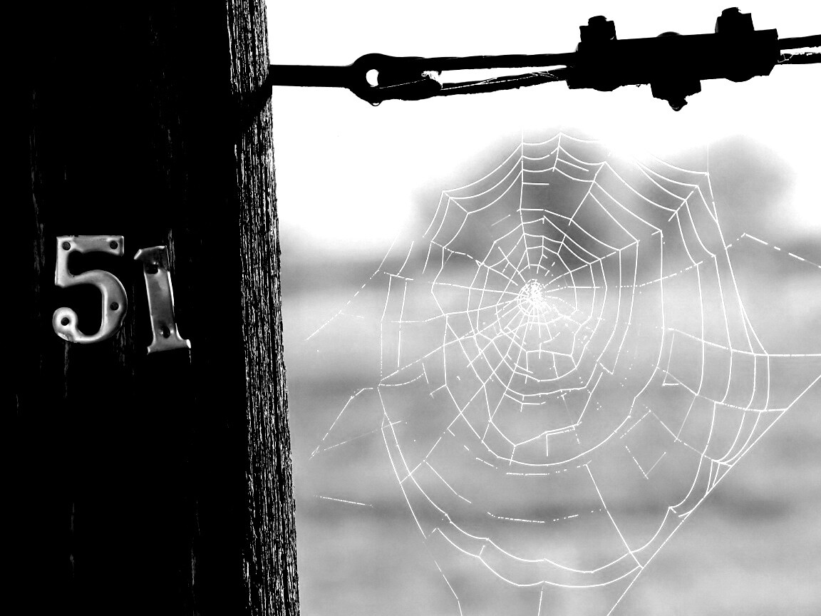 Паутина 51 обои