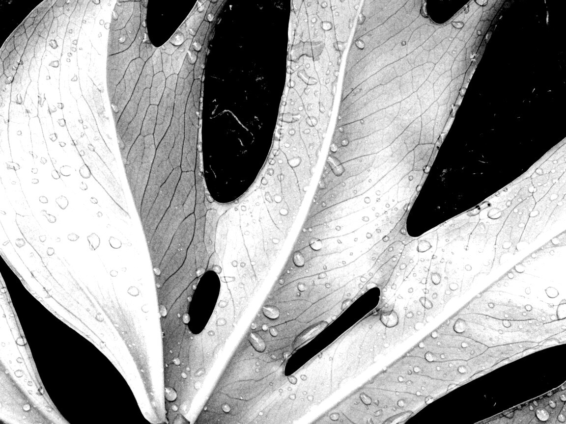 Белый лист обои