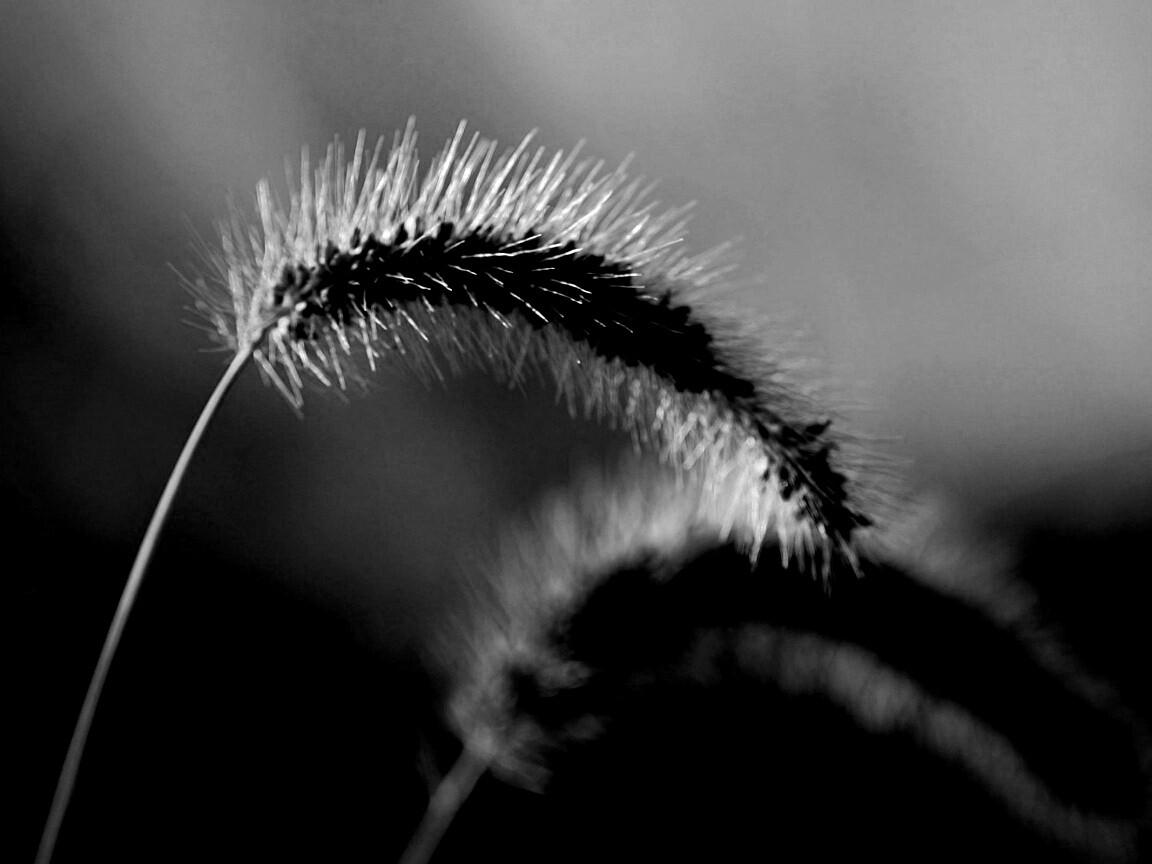 Травинка обои