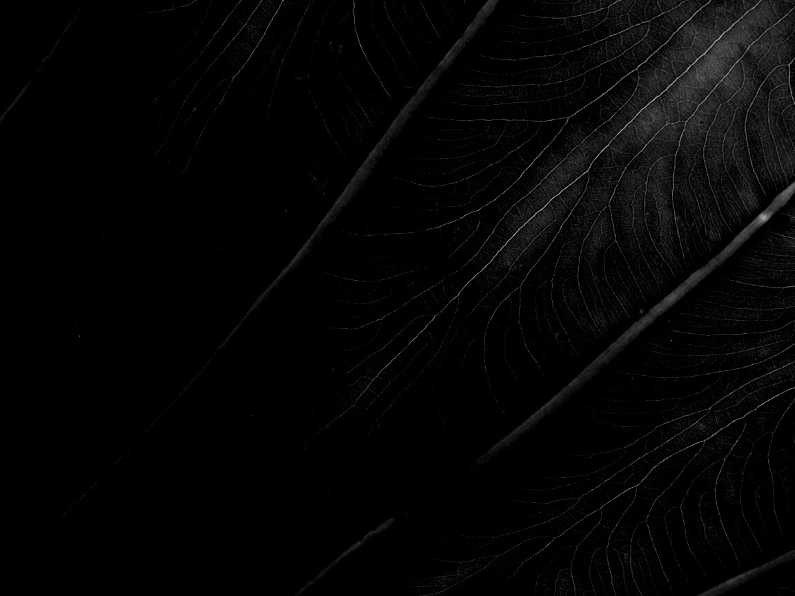 Прожилки на листе обои