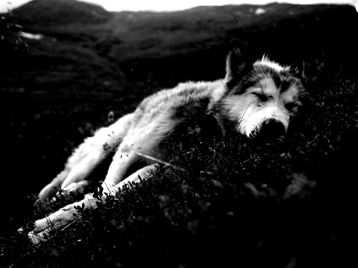 Лапа в цветах обои