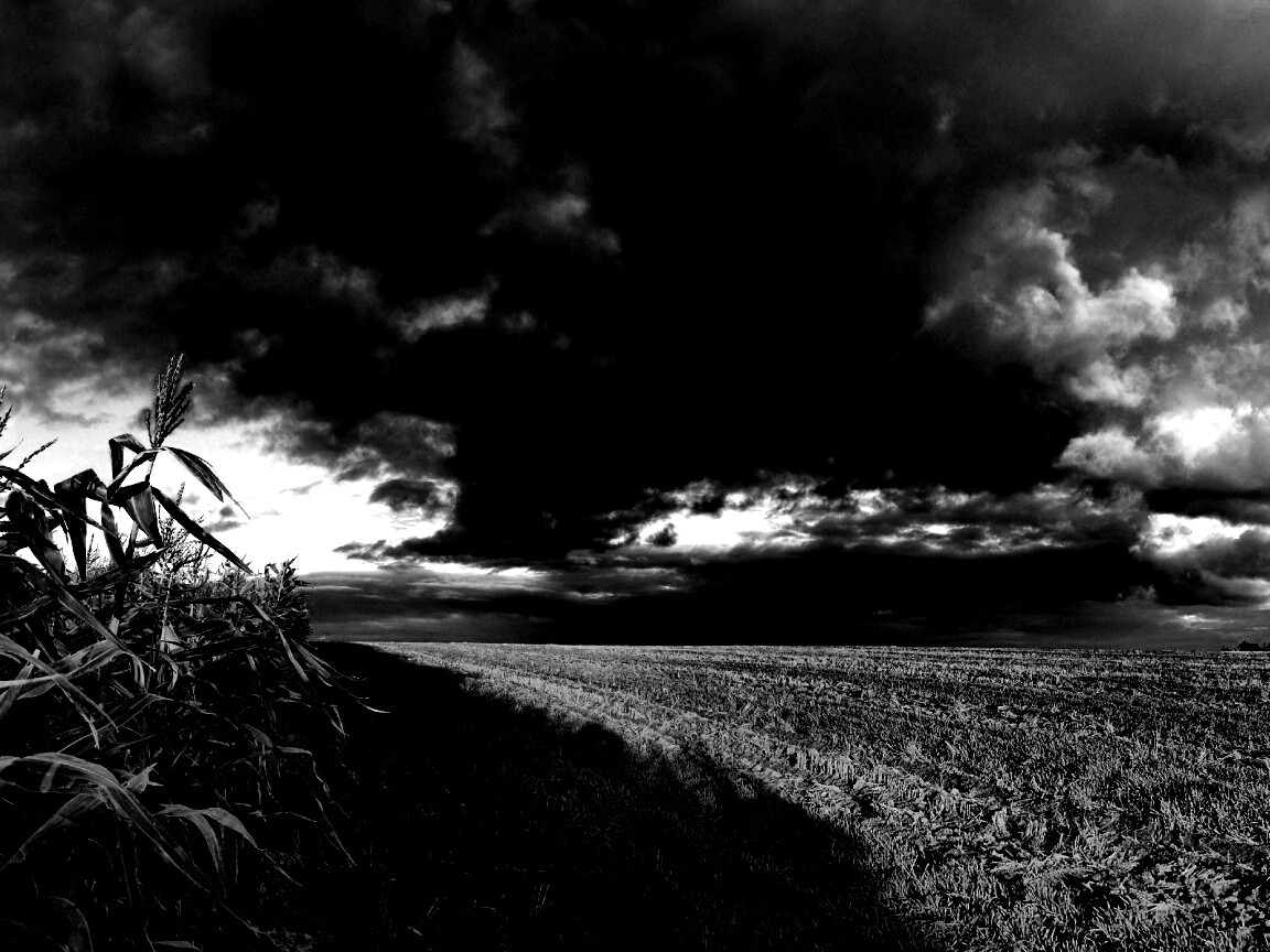 Кукурузное поле обои