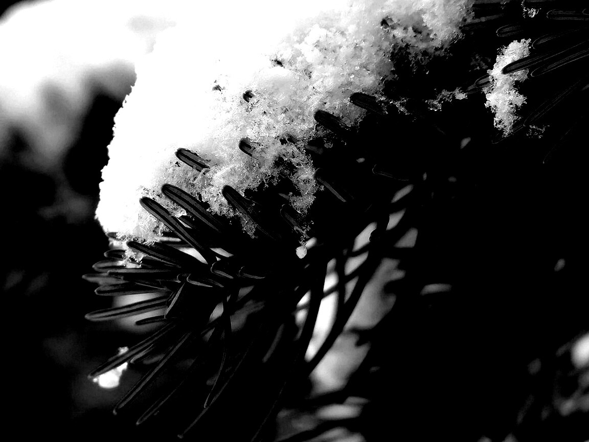 Хвойная ветка вся в снегу обои