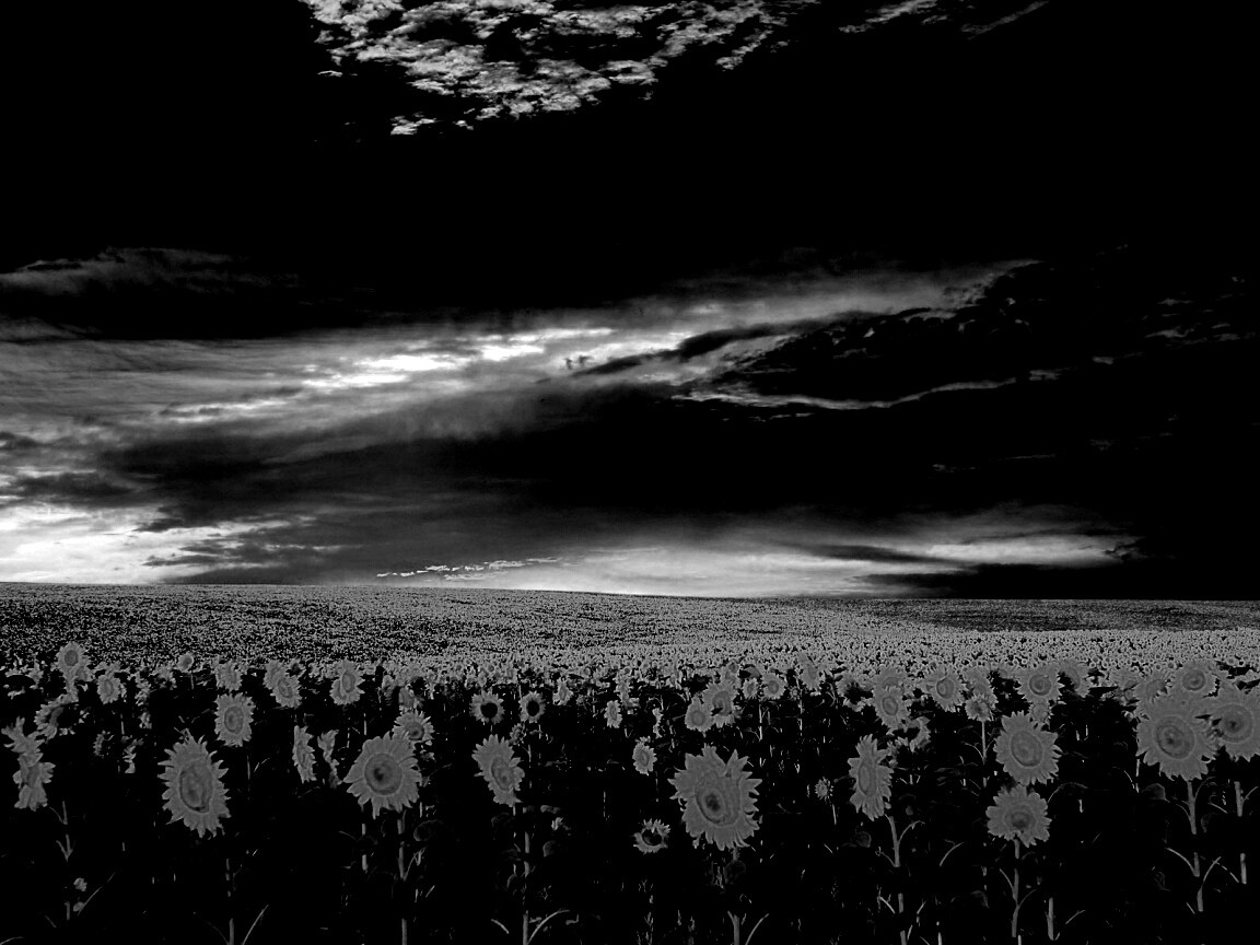 Целое поле подсолнухов обои