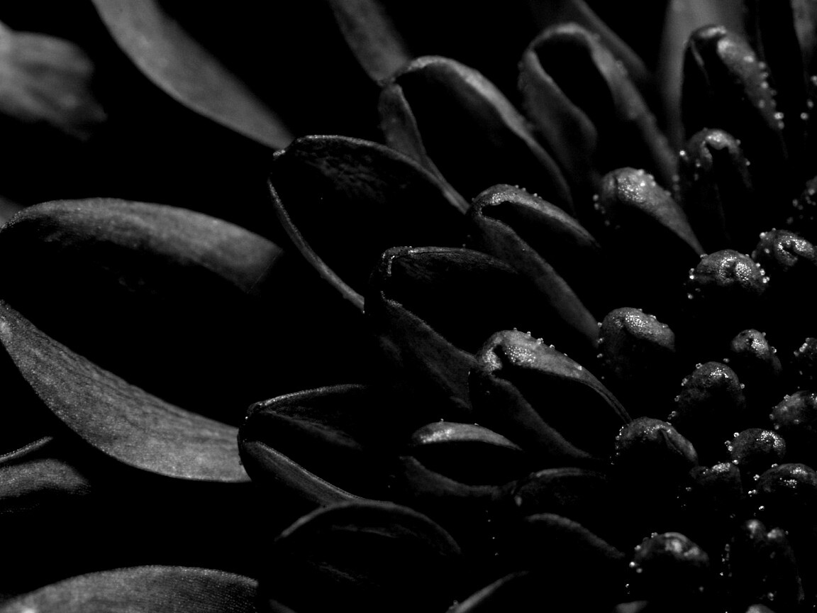 Лепестки хризантемы обои