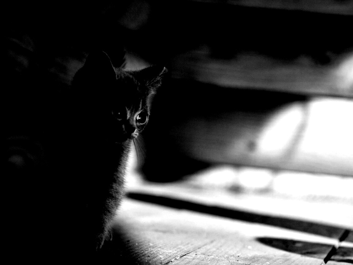 Маленький дымчатый котенок обои