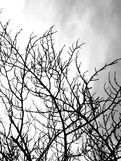 Ветвистое дерево обои