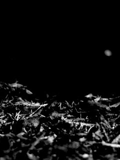 Хворост обои