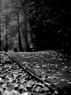 Осенняя дорога обои