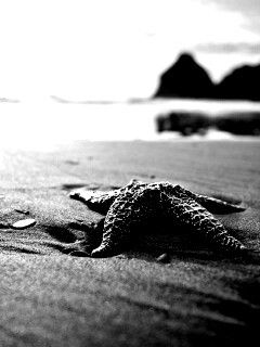 Морская звезда обои