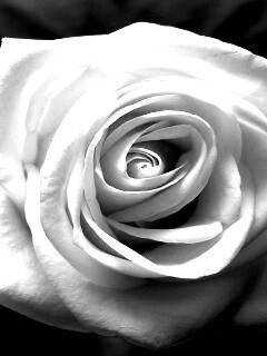 Белая роза обои