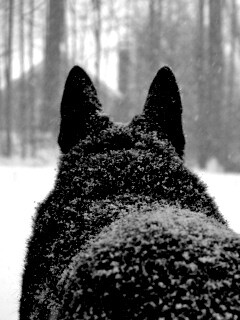 Снежный волк обои