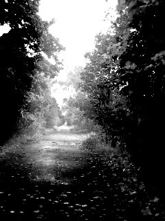 Желтая дорога обои