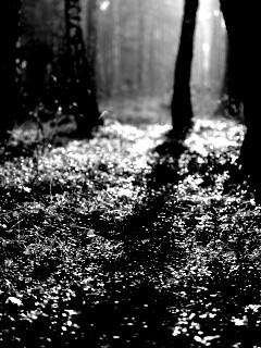 Лесная земля обои