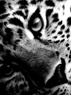 Леопард обои