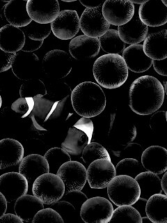 Рыбка клоун стандартные обои iPhone обои