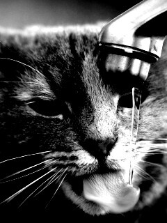 Кот пьет из под крана обои