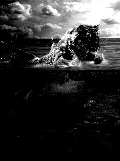 Тигр купается обои