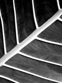 Пальмовый лист обои