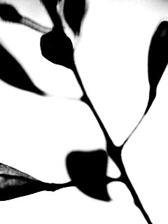 Усыхающие листья обои