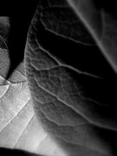 Свет на листве обои