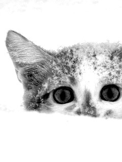 Рыжий котёнок в снегу обои