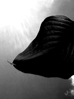 Листик тянется к солнцу обои