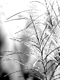 Макро фото растения обои