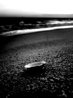 Ракушка не песчанном берегу обои