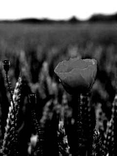 Первый распустившийся мак обои