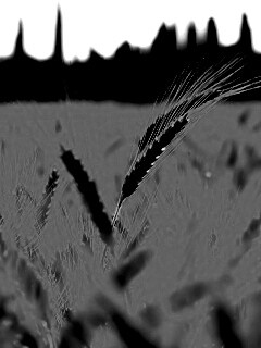 Пшеничное поле обои