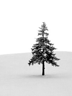 Одинокая ёлка обои